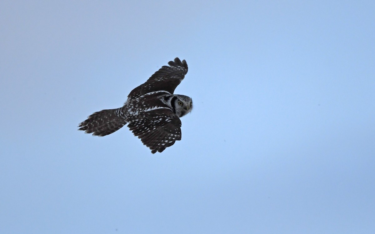 Northern Hawk Owl - ML524768531