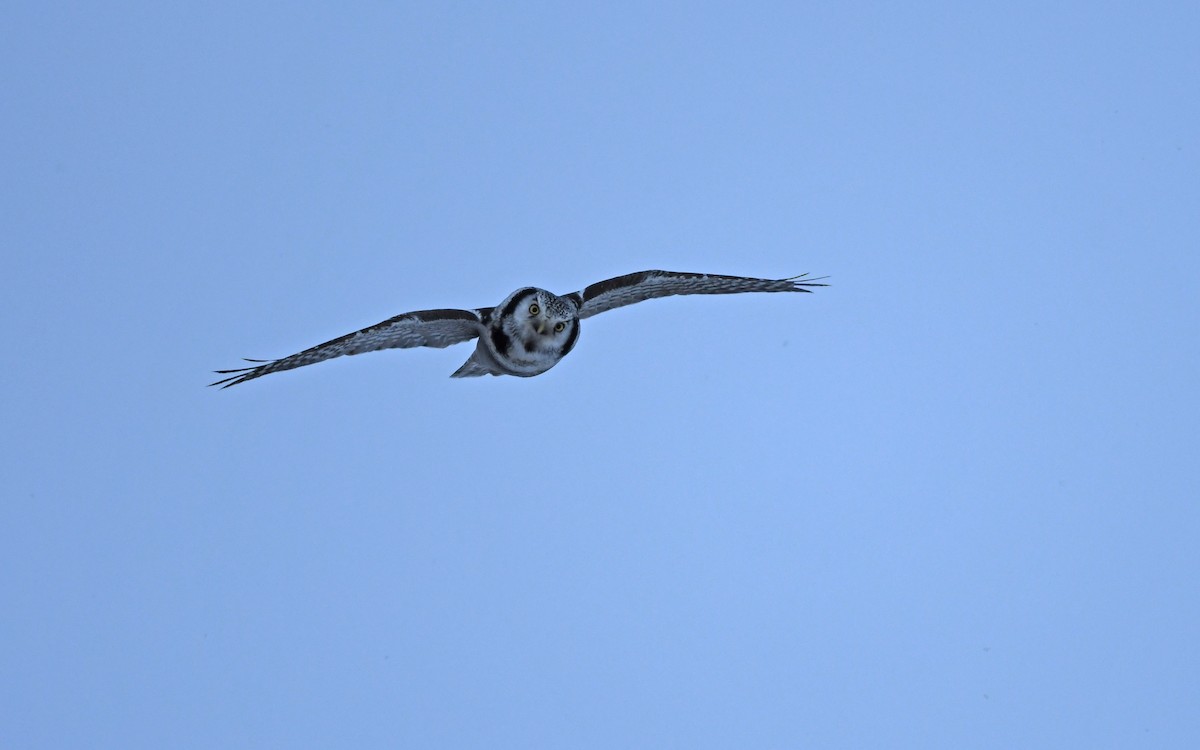 Northern Hawk Owl - ML524768541