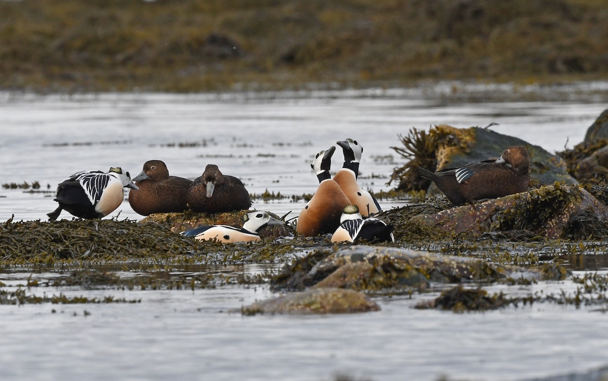 Steller's Eider - ML524768771