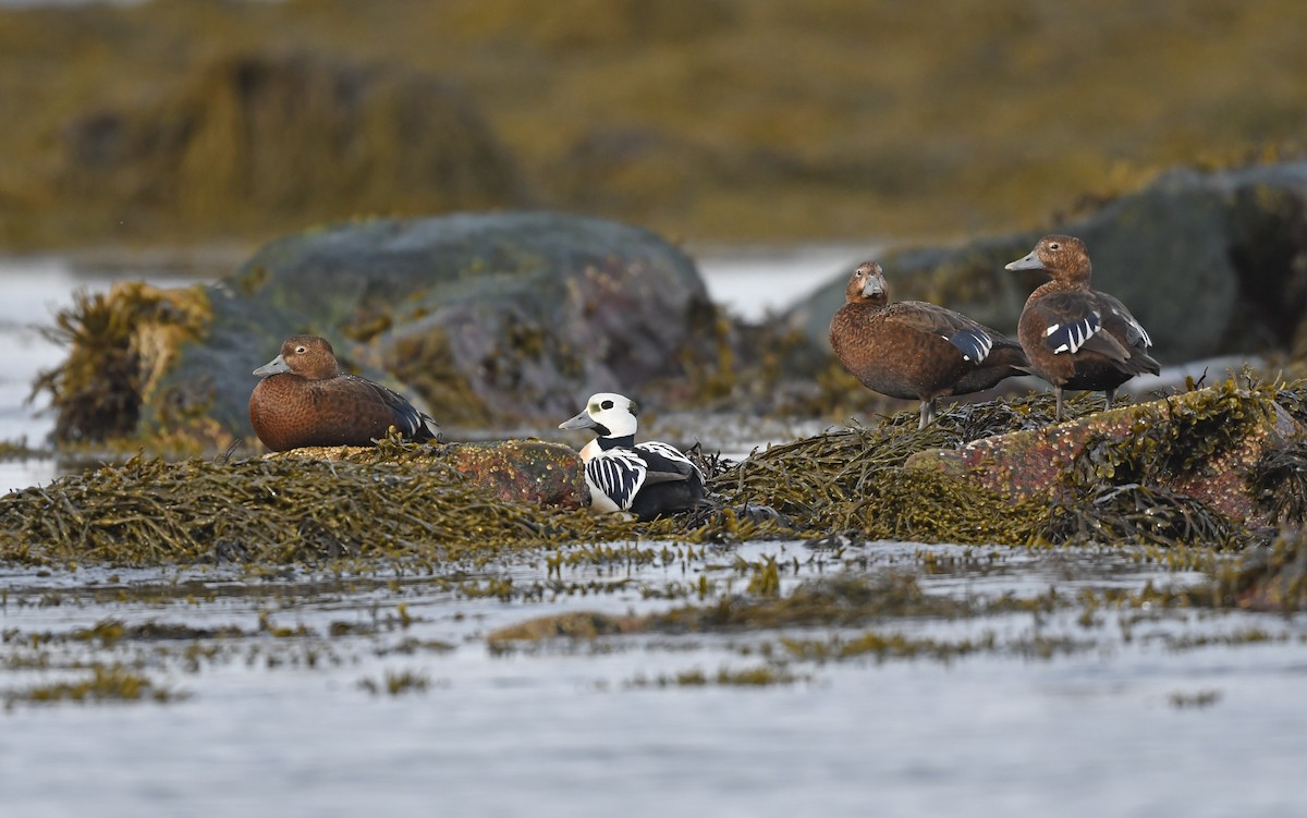 Steller's Eider - ML524769431