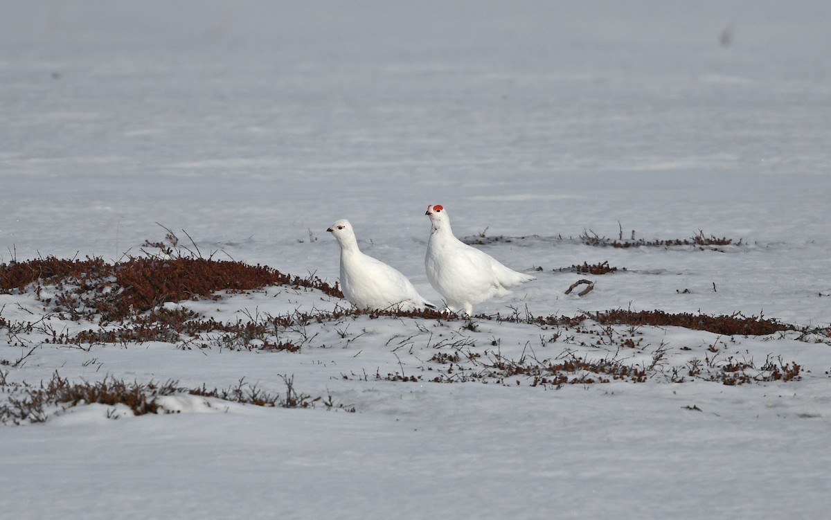 Willow Ptarmigan (Willow) - ML524769551