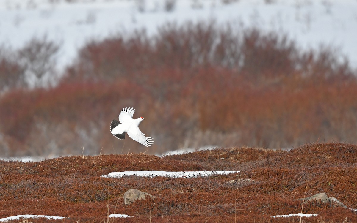 Willow Ptarmigan (Willow) - ML524769621