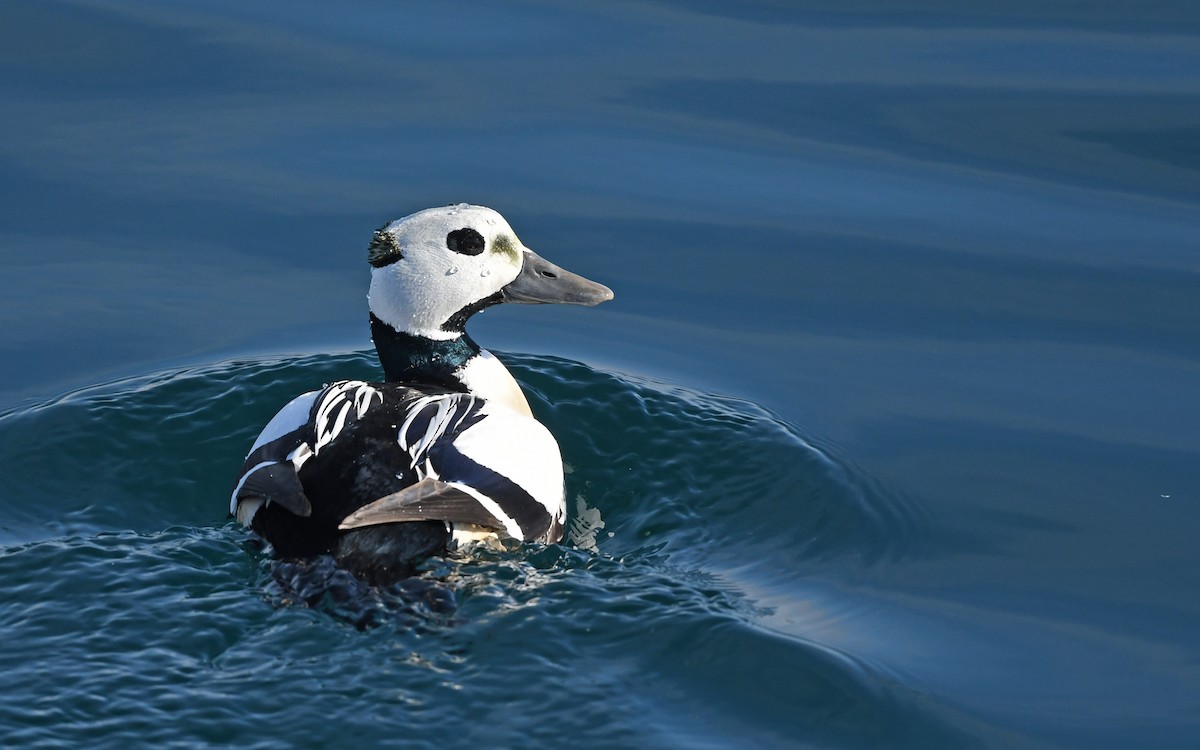 Steller's Eider - ML524770221