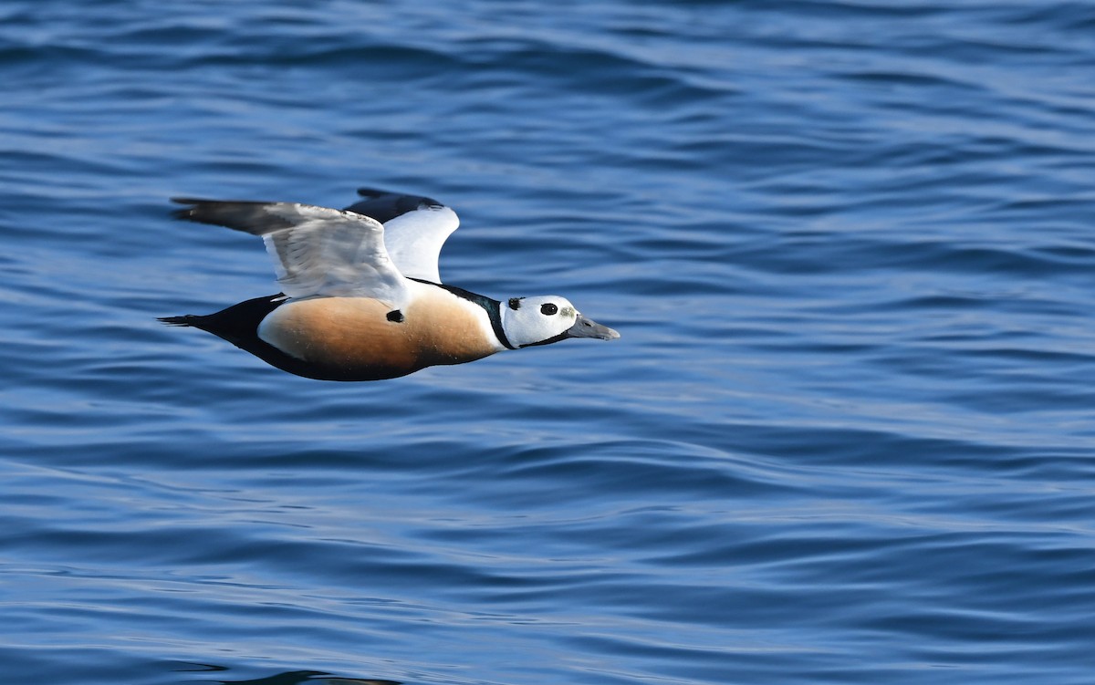 Steller's Eider - ML524770231