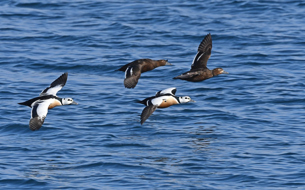 Steller's Eider - ML524770311