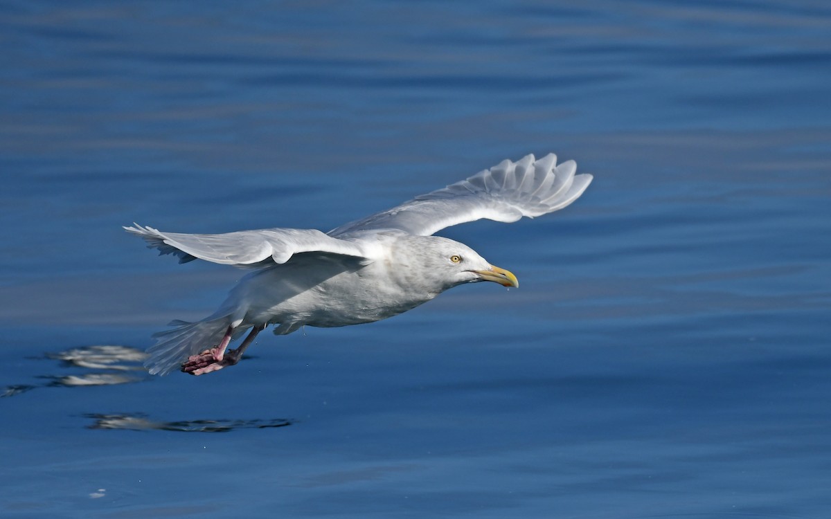 Glaucous Gull - ML524770551