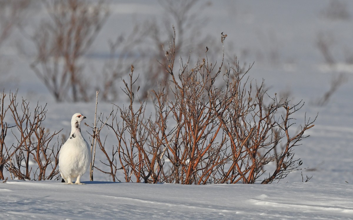 Kar Tavuğu [lagopus grubu] - ML524771131