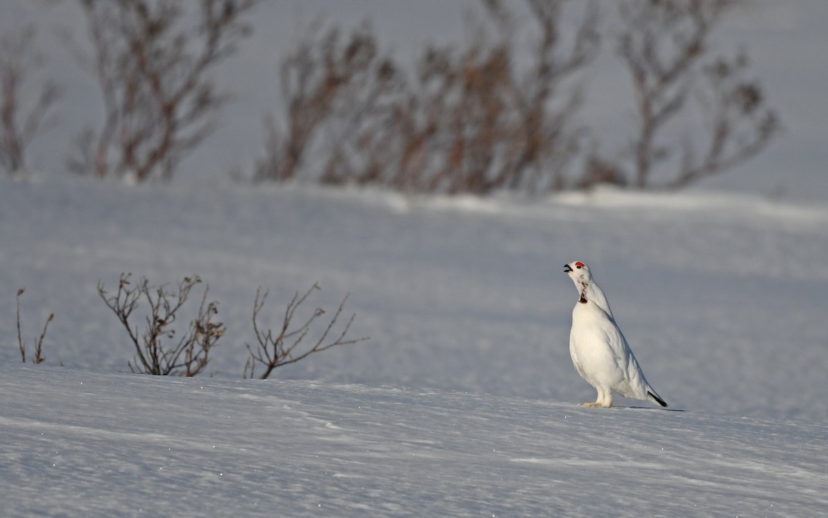 Moorschneehuhn [lagopus-Gruppe] - ML524771221