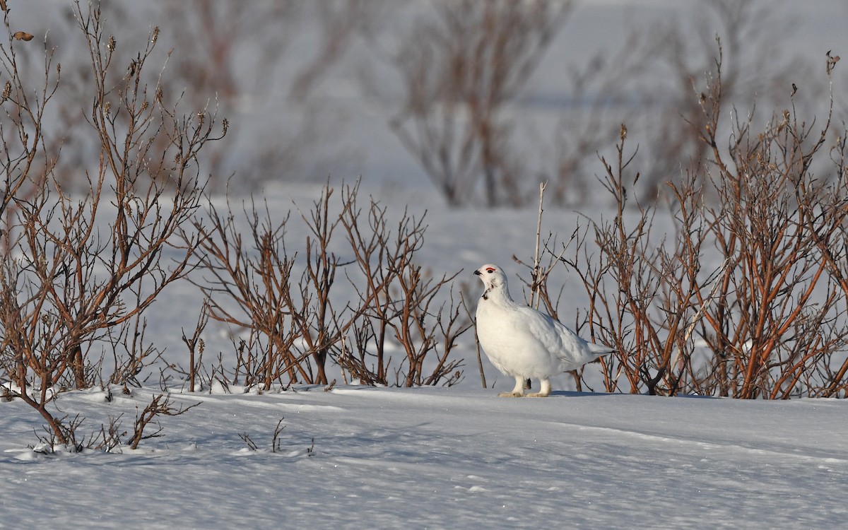 Kar Tavuğu [lagopus grubu] - ML524771231