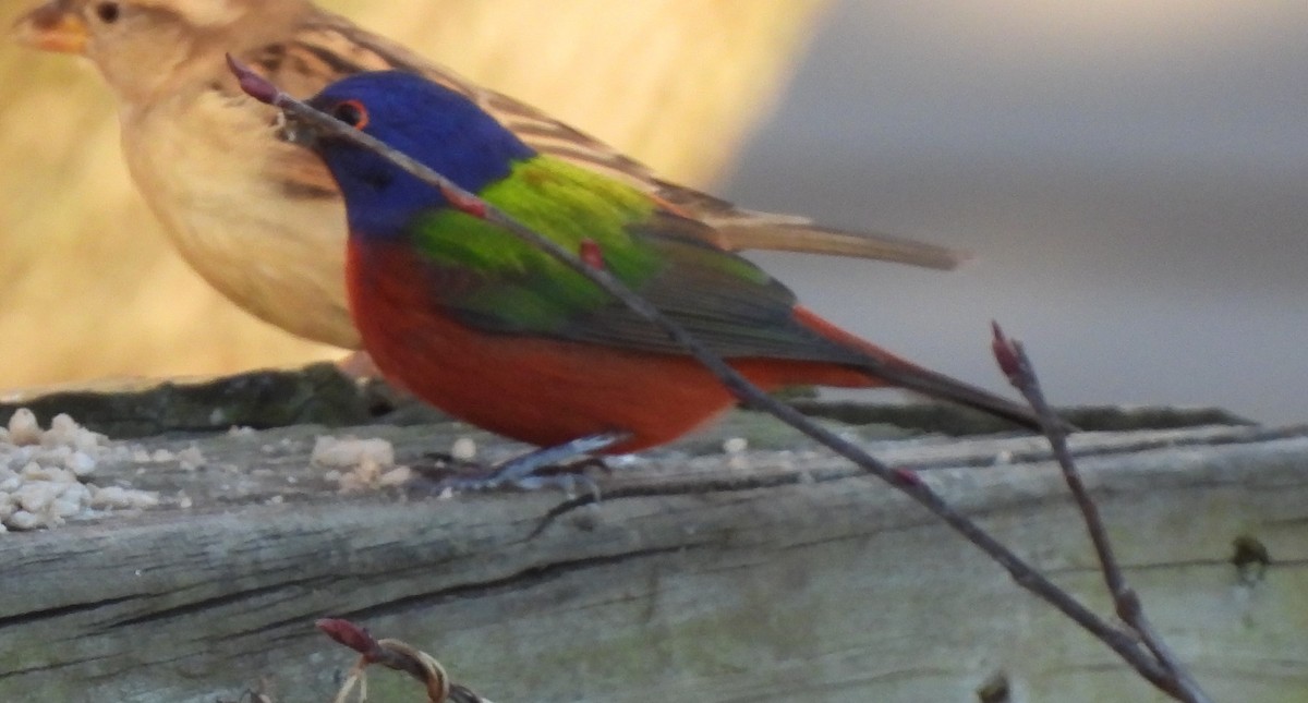 Painted Bunting - ML524771431