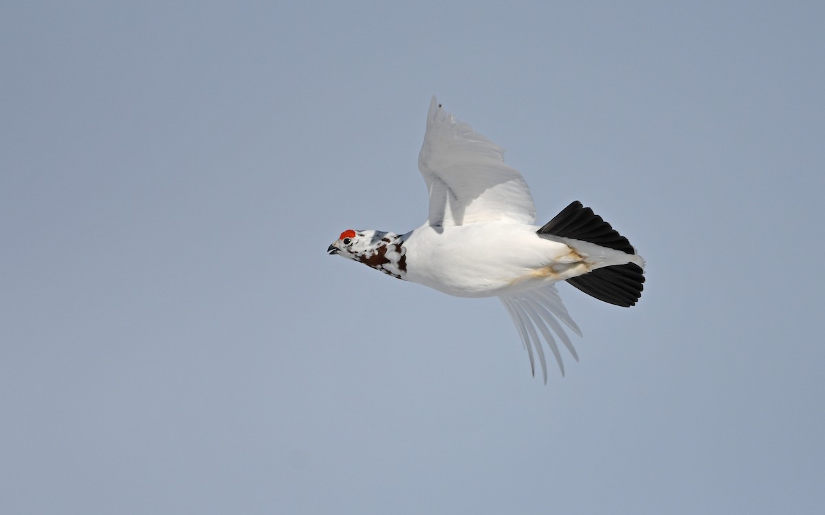 Willow Ptarmigan (Willow) - ML524771601