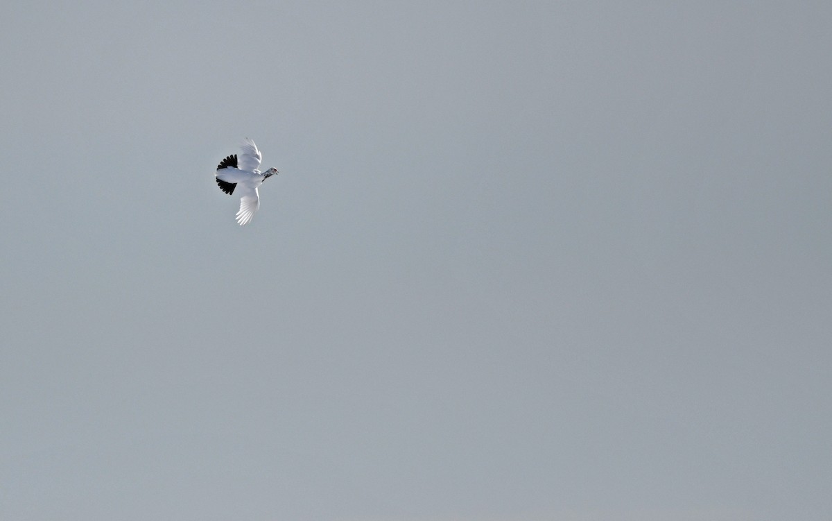 Willow Ptarmigan - ML524771611