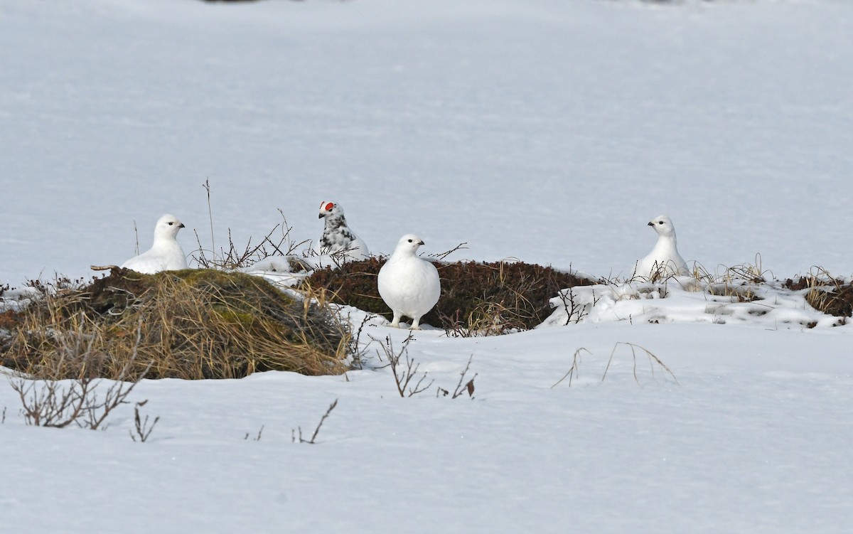 Kar Tavuğu [lagopus grubu] - ML524771681