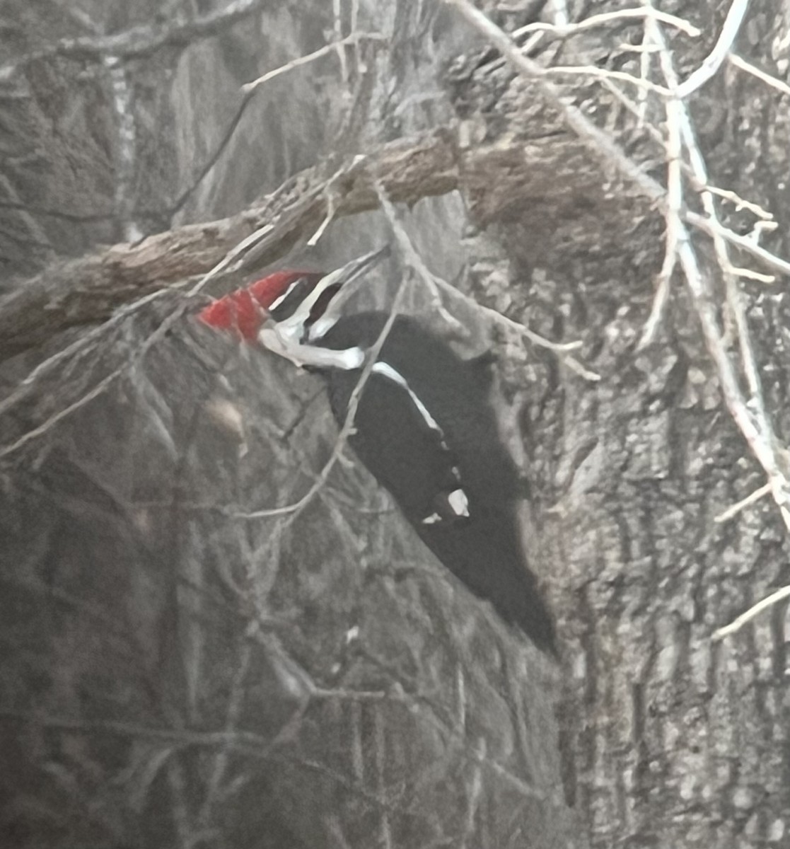 Pileated Woodpecker - Josh Vaughn