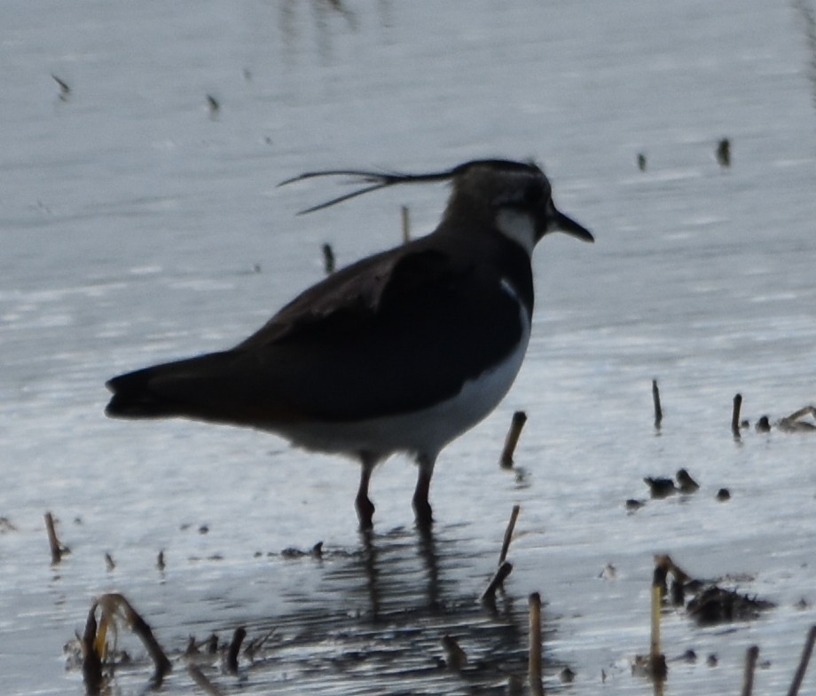 Northern Lapwing - Eva Bratek