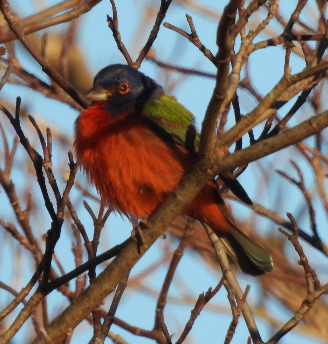 Painted Bunting - ML524773231