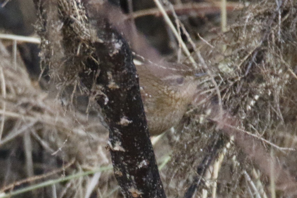 Pacific Wren - ML524773391
