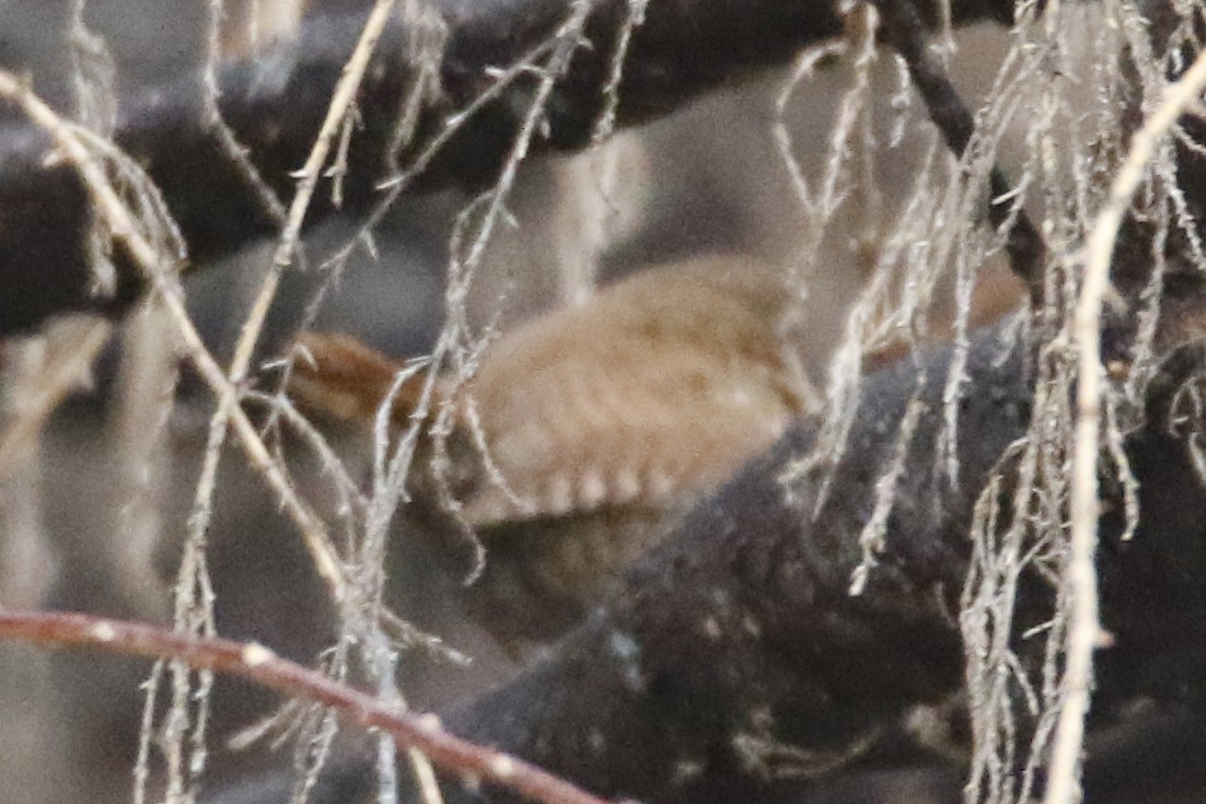 Pacific Wren - Jesse Huth