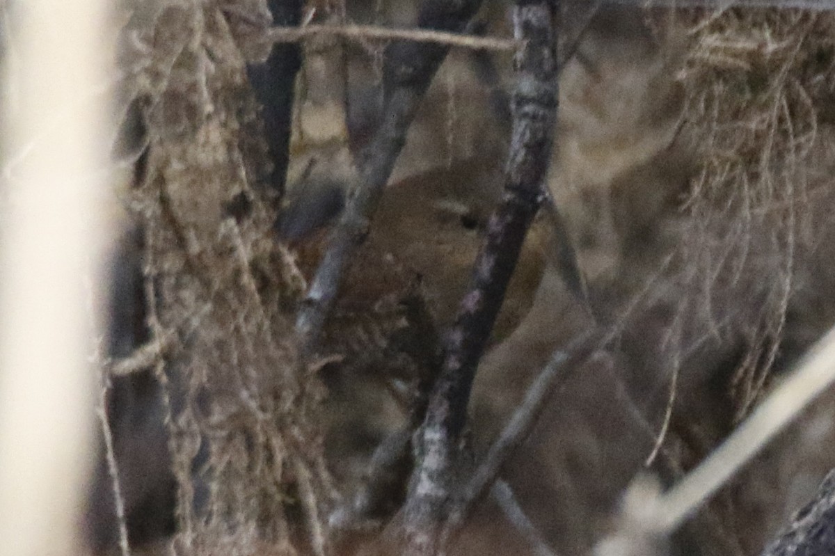 Pacific Wren - ML524773411