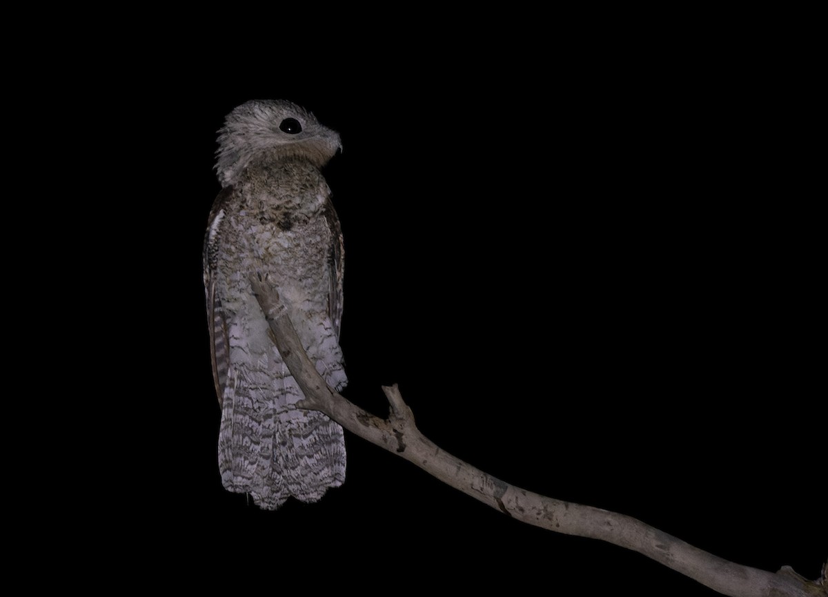 Great Potoo - ML524773661