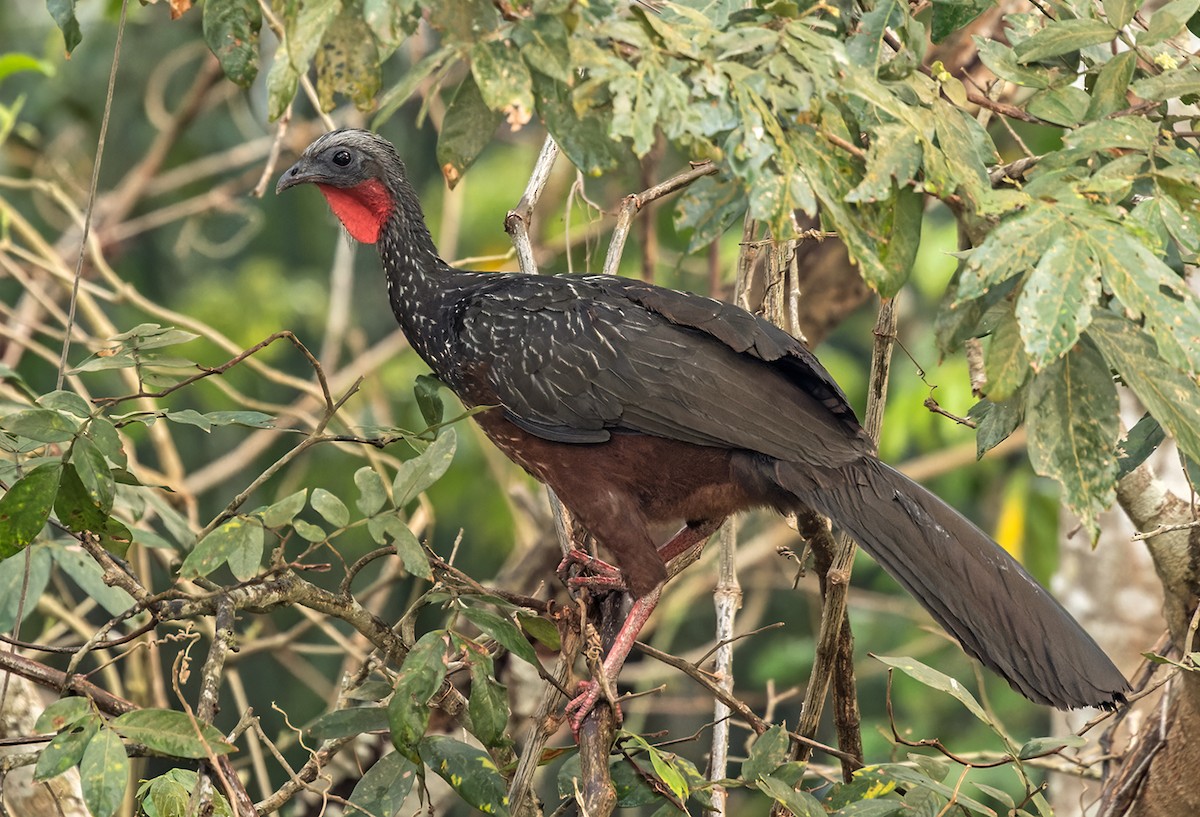 Pava Amazónica - ML524773751