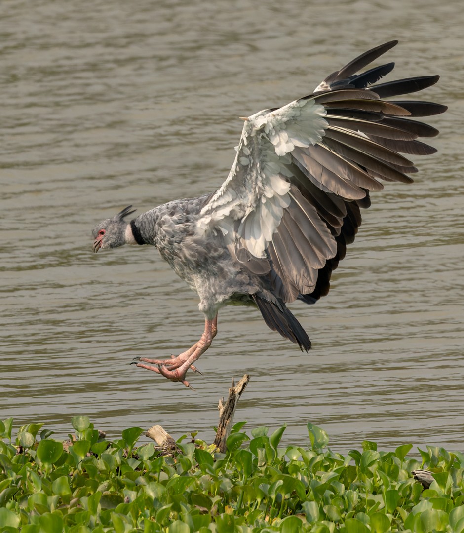 Southern Screamer - ML524773821