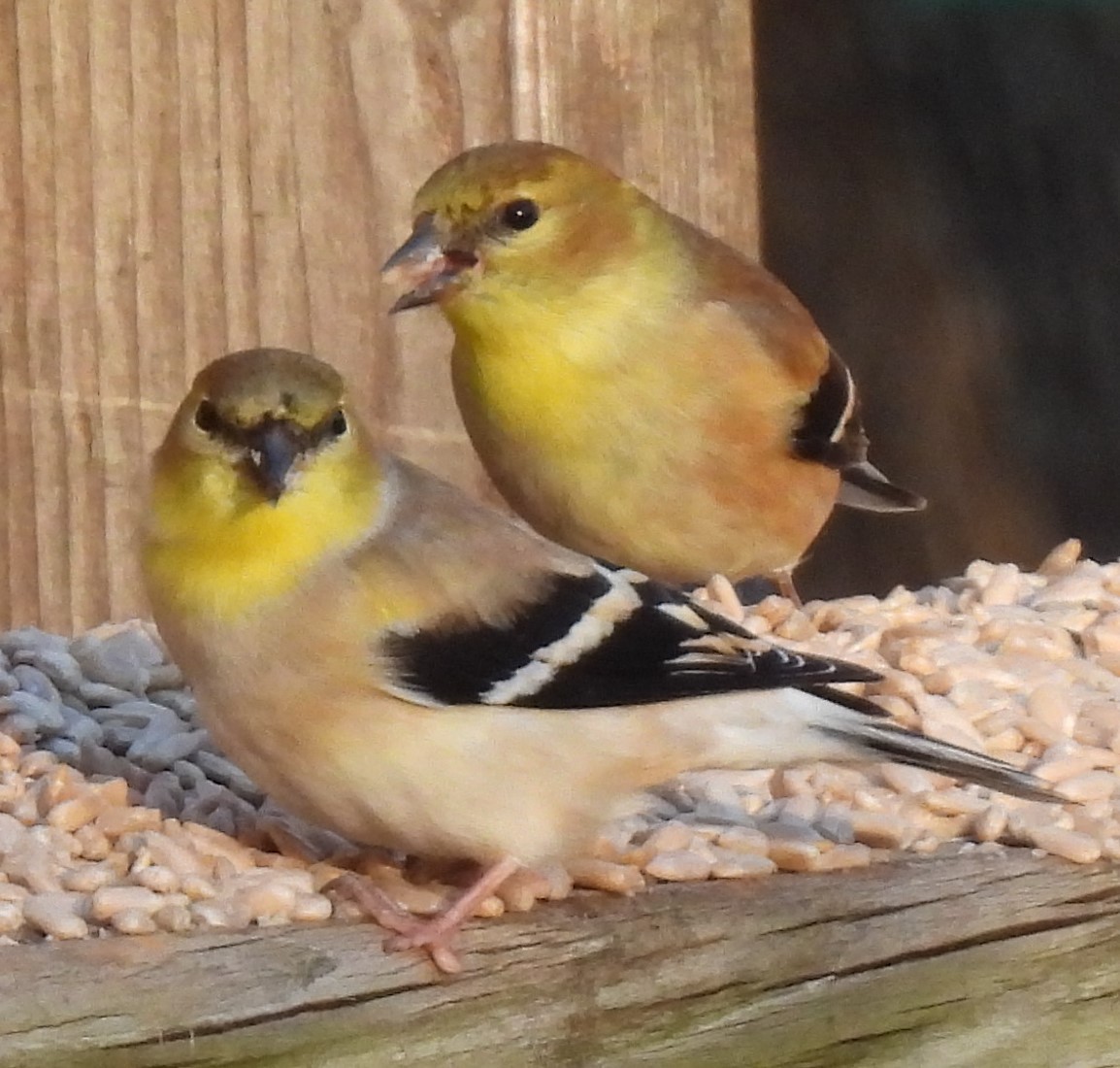 American Goldfinch - ML524773891