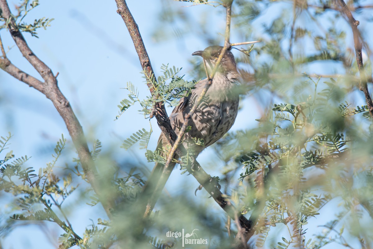 Bendire's Thrasher - ML524775891