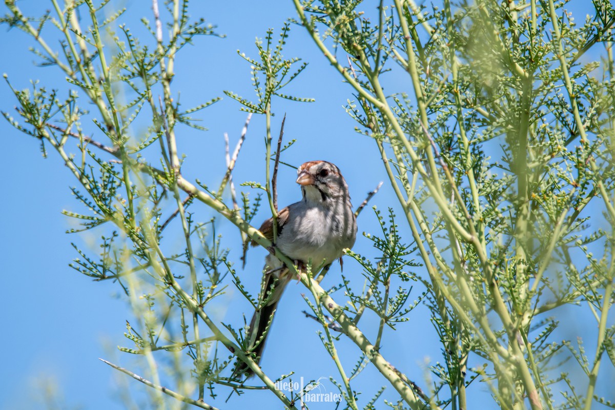 Rufous-winged Sparrow - Diego Barrales-Alcala