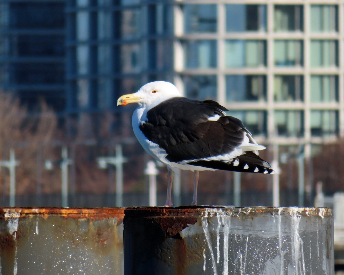 Great Black-backed Gull - ML524776241