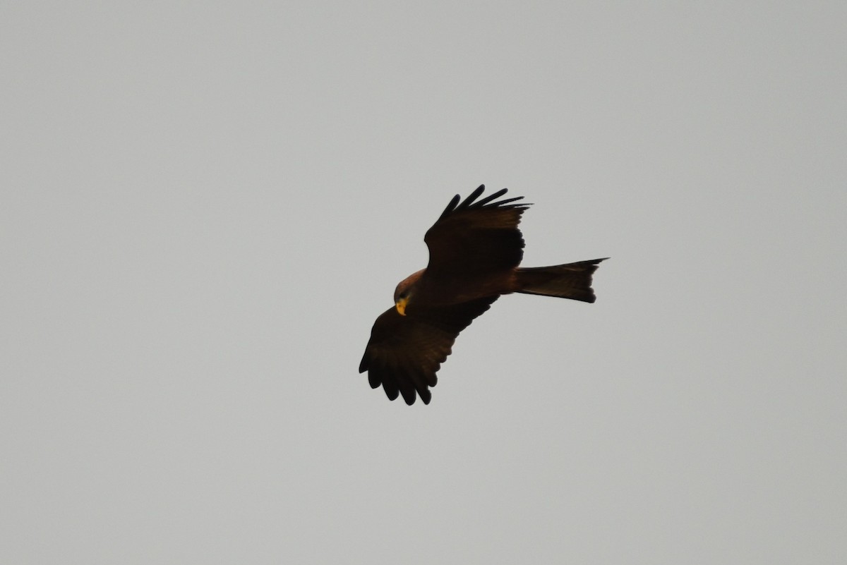 Black Kite (Yellow-billed) - ML524777071