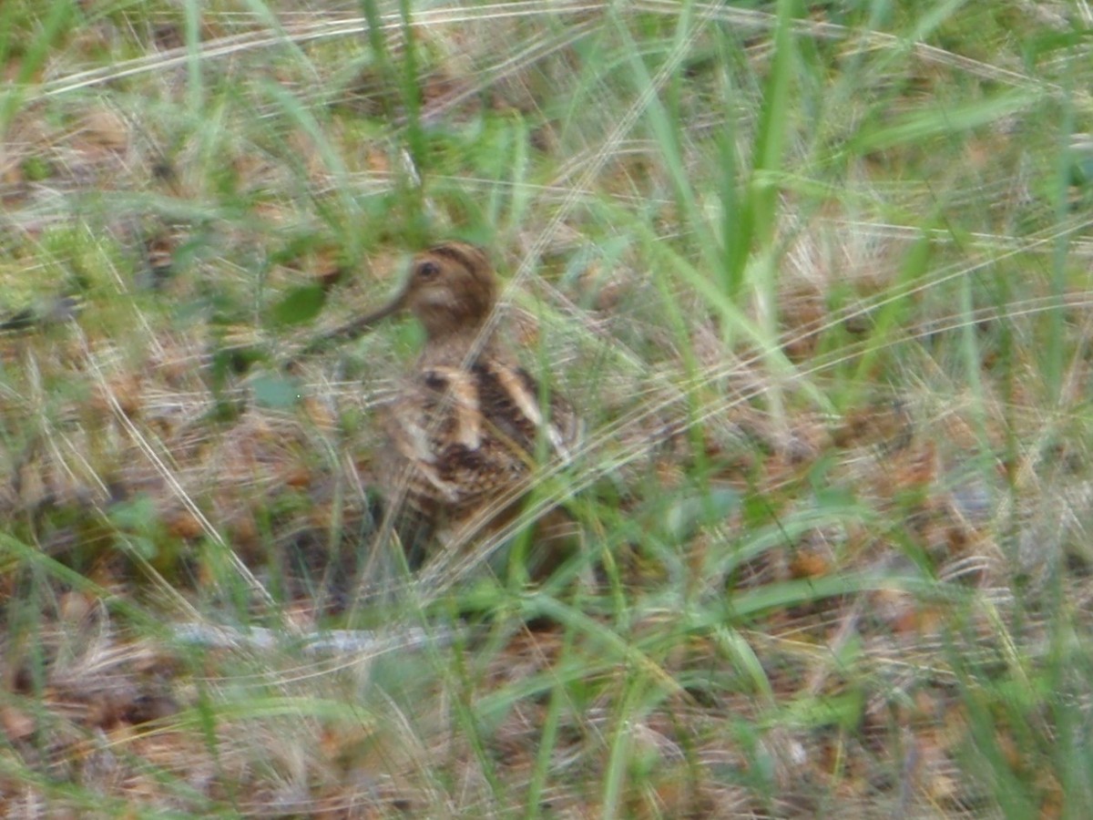 Magellanic Snipe - McKenzie Mudge