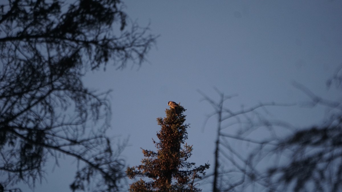 Canada Jay - ML524777851