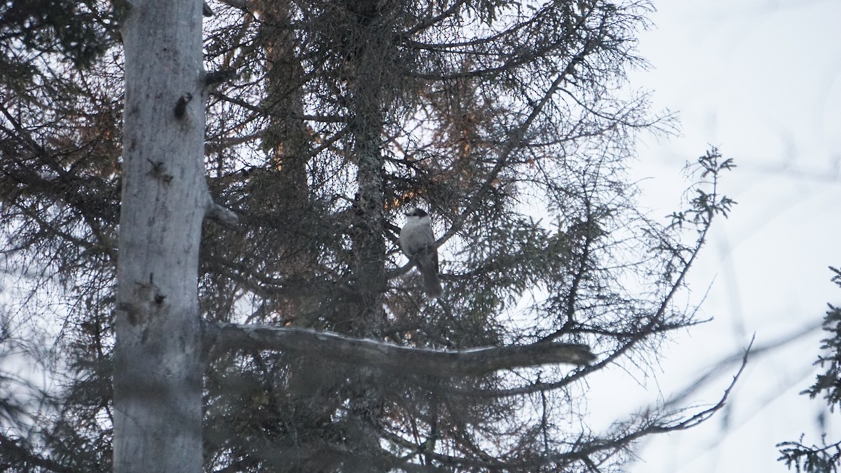 Canada Jay - ML524778021