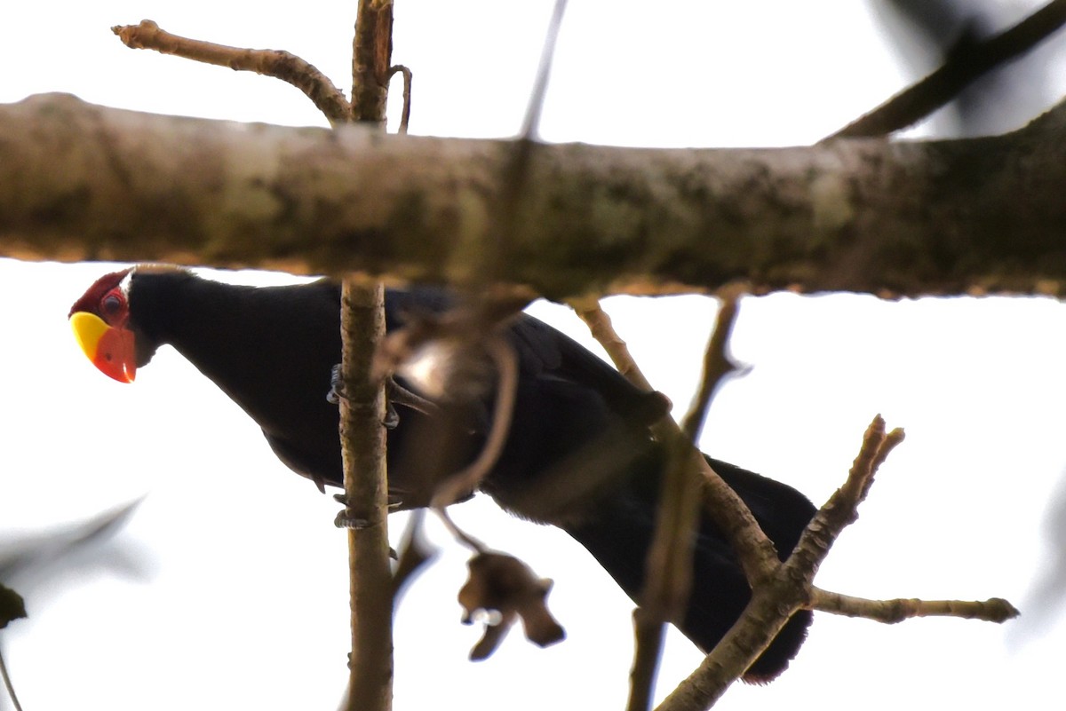 Violet Turaco - ML524779321