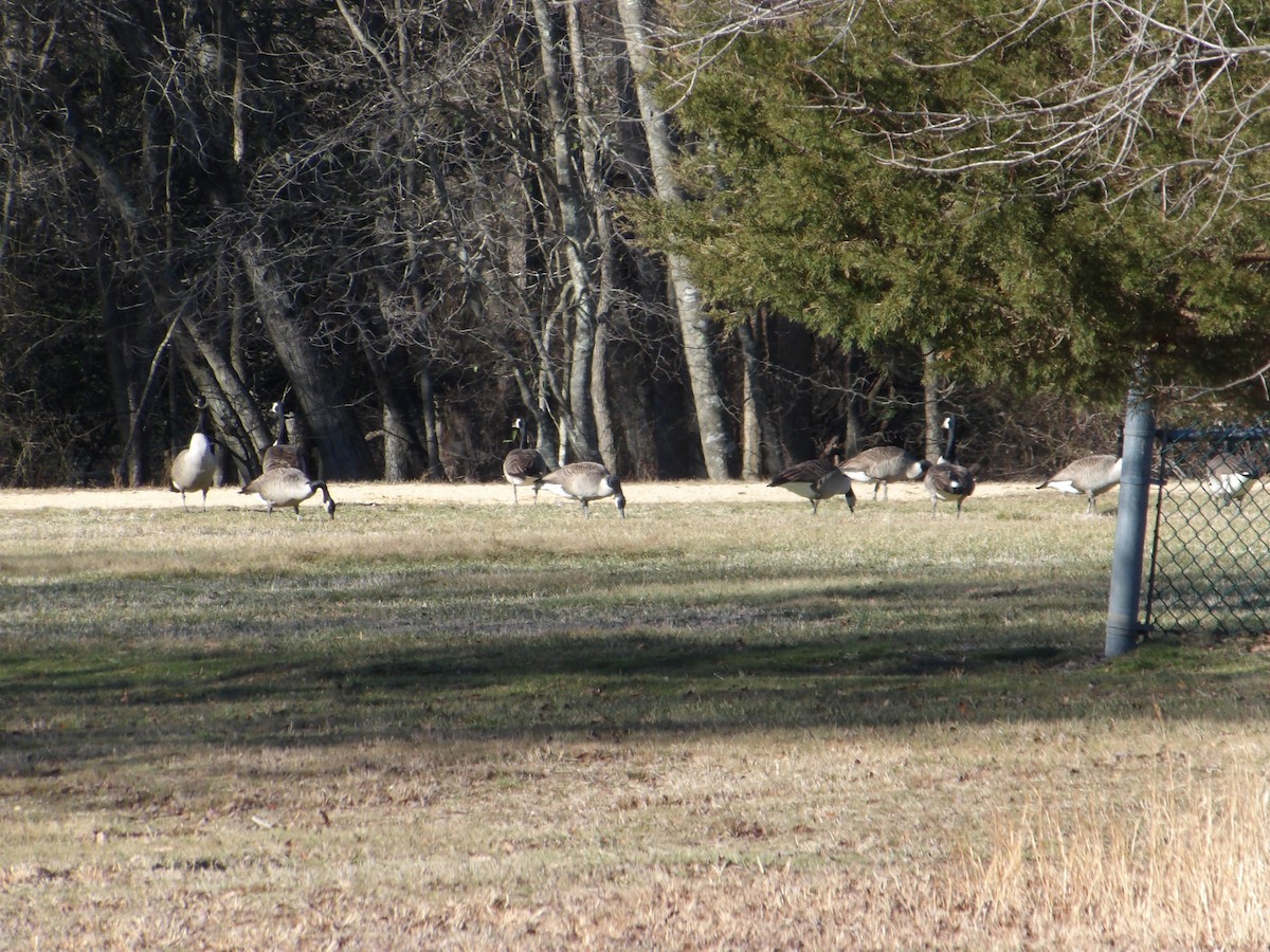 Canada Goose - ML524779981