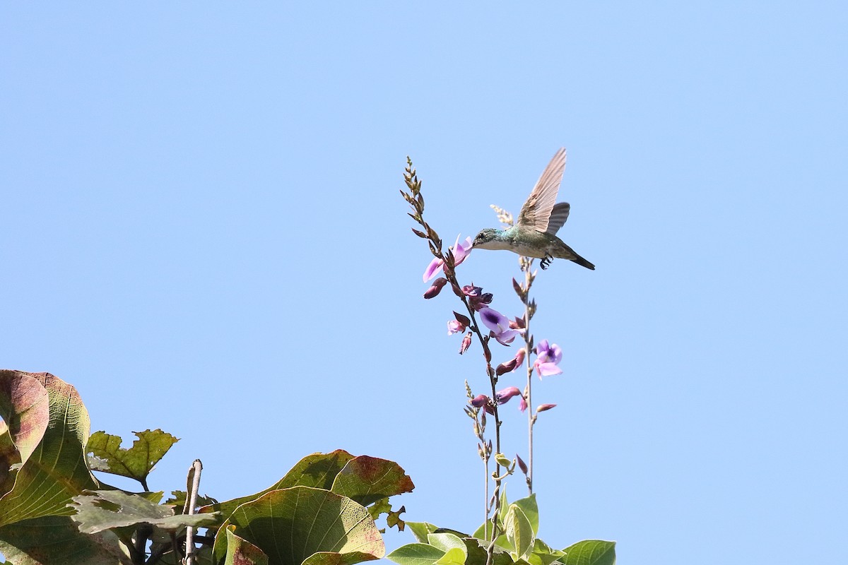 kolibřík běloprsý - ML524780251
