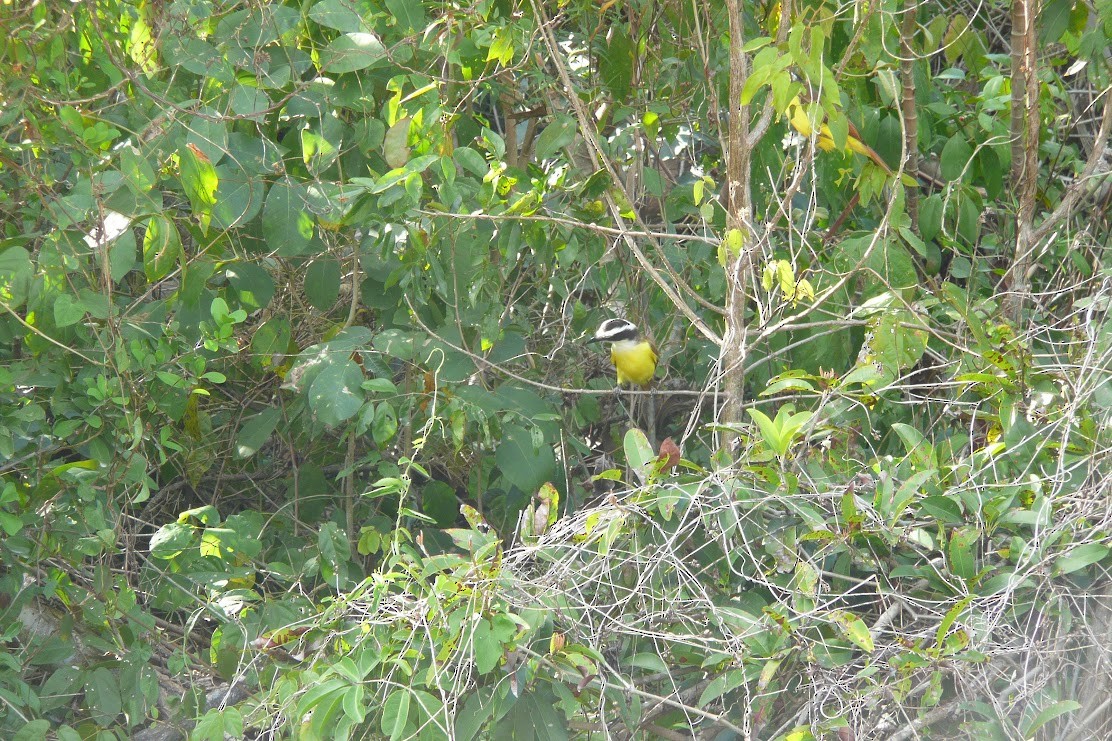 Great Kiskadee - ML524780971