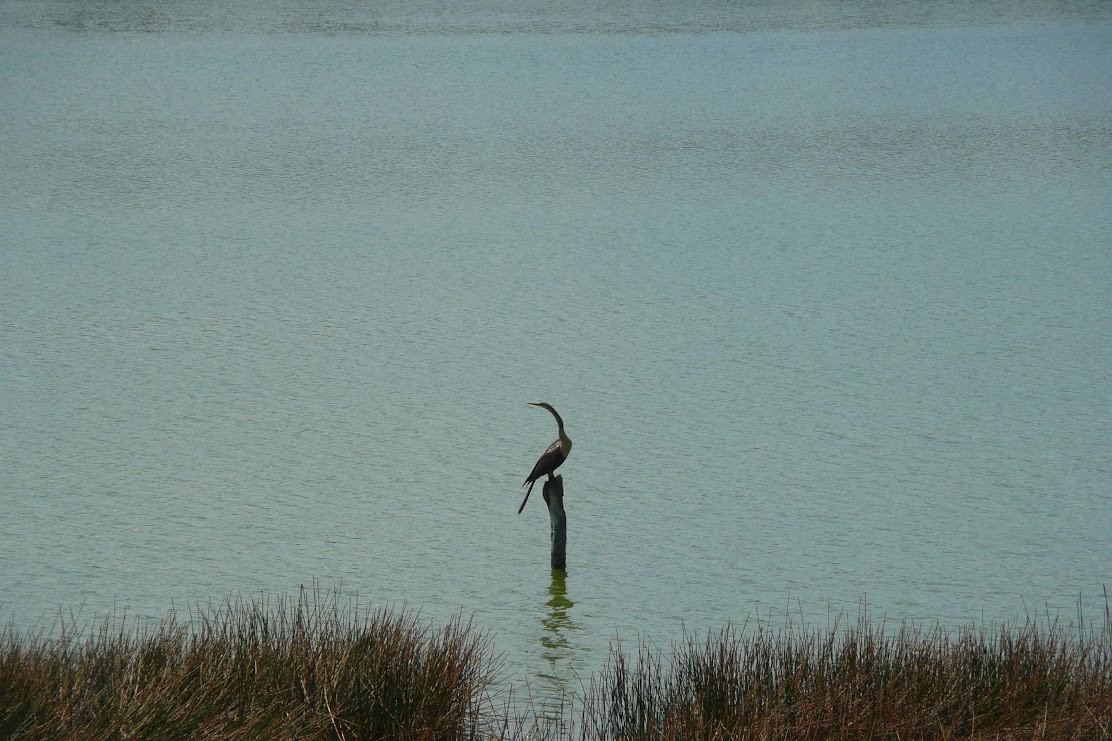 Anhinga d'Amérique - ML524781201