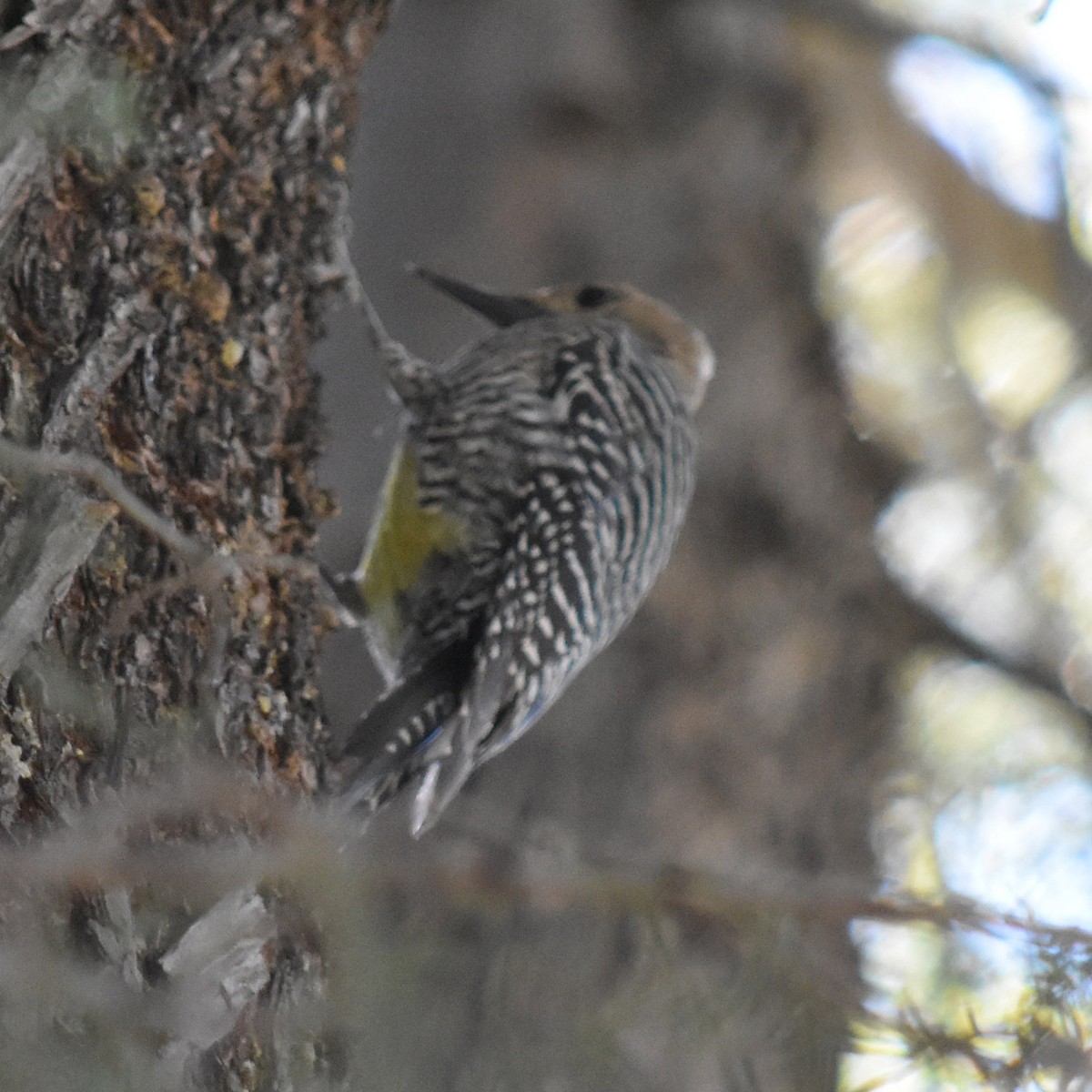 Williamson's Sapsucker - ML52478131