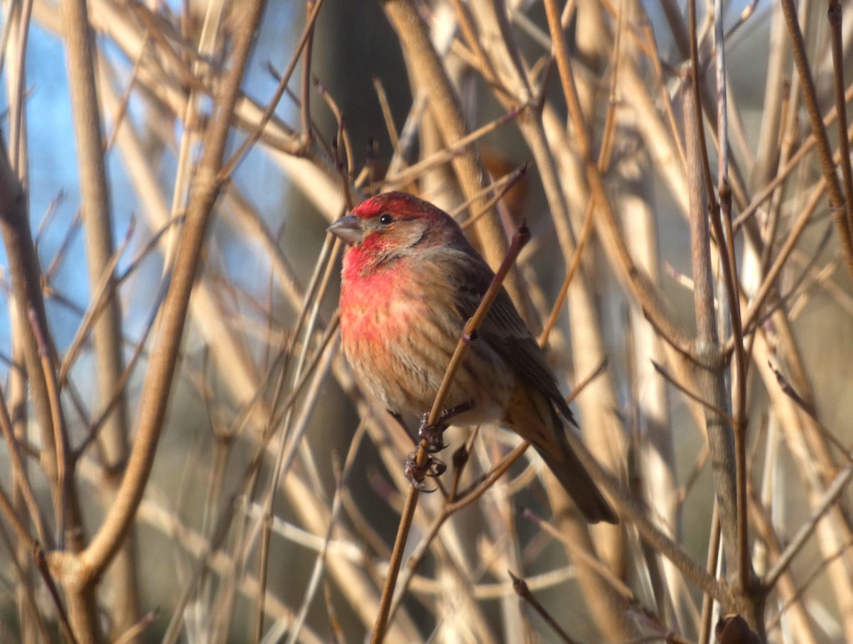 House Finch - Pipilo erythrophthalmus