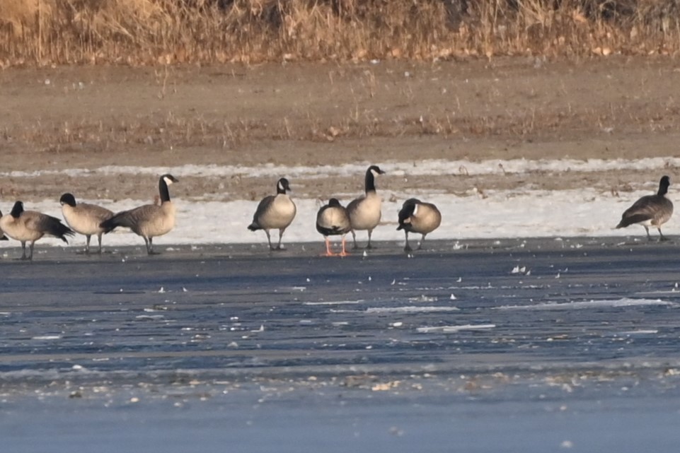 Greater White-fronted Goose - ML524782851