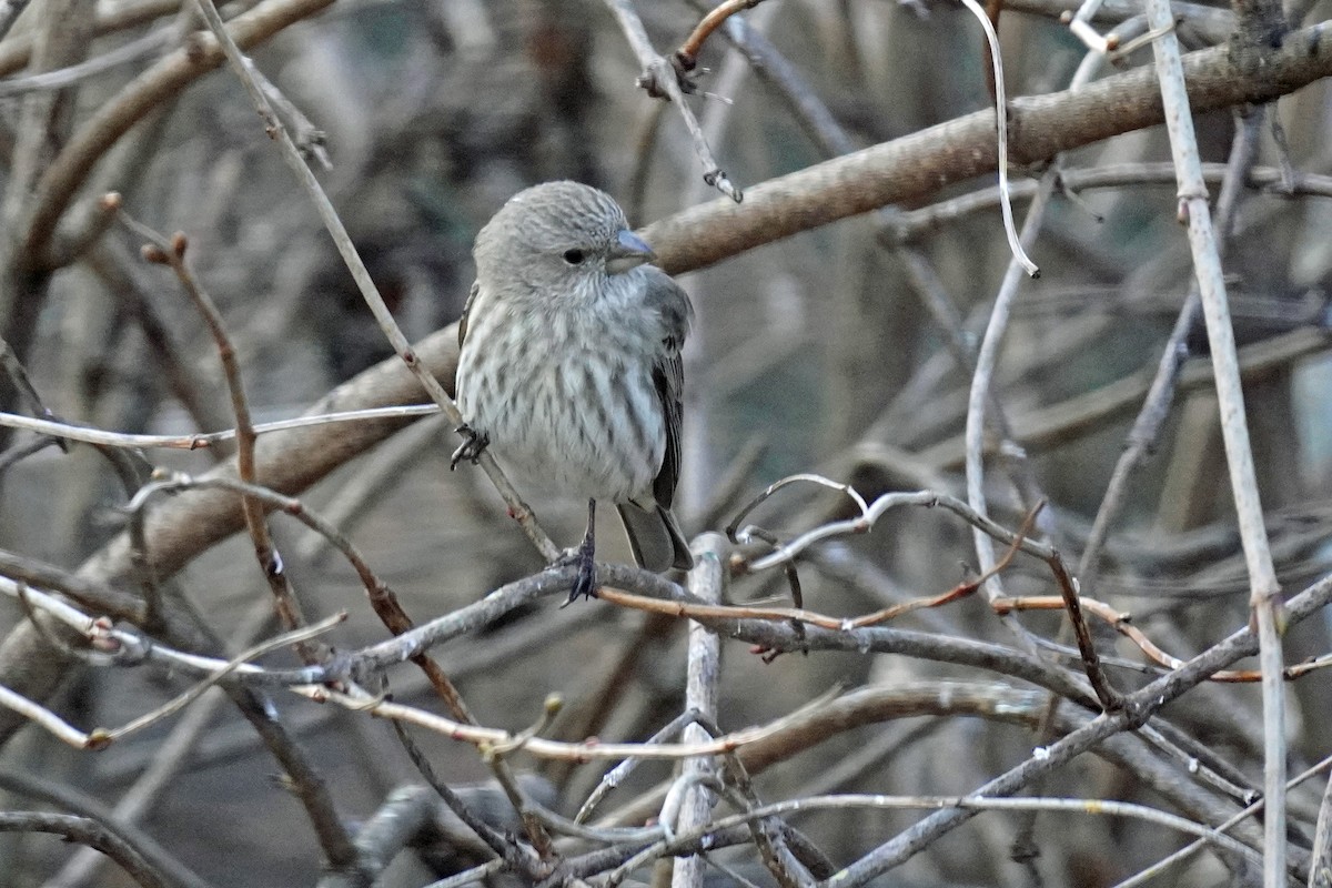 House Finch - ML524783441