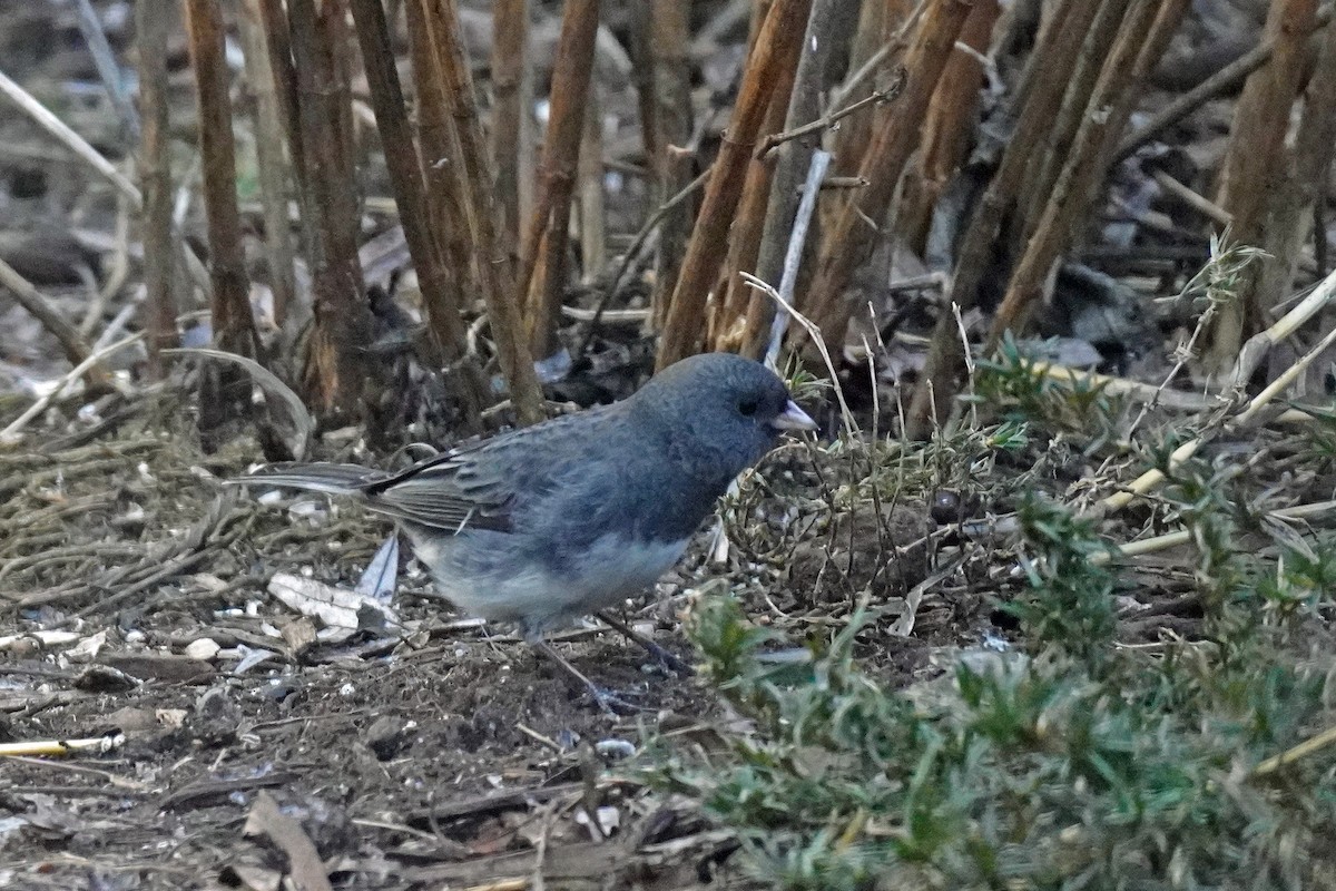 Dark-eyed Junco - ML524784051