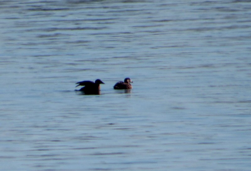 White-winged Scoter - ML524785241