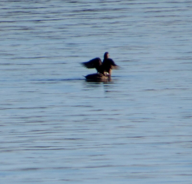 White-winged Scoter - ML524785251