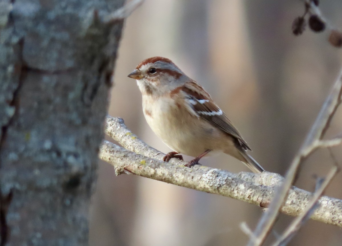 American Tree Sparrow - Jacob  Van Patten