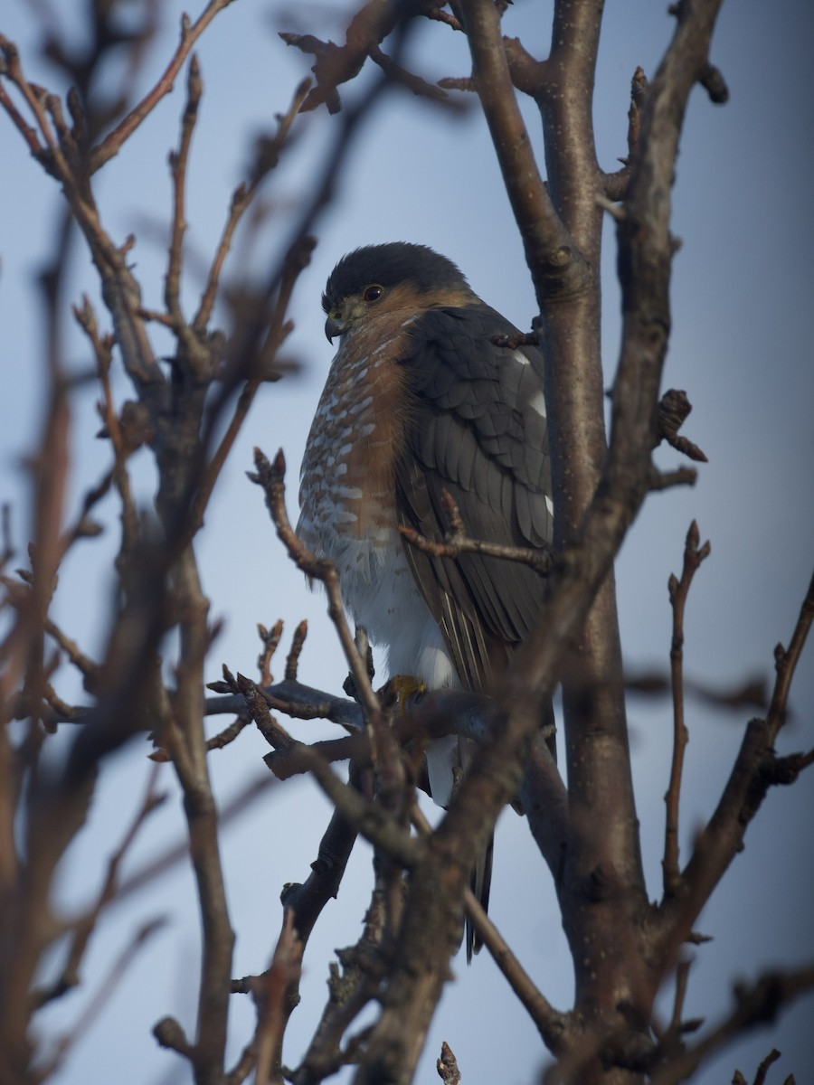 krahujec americký - ML524786751