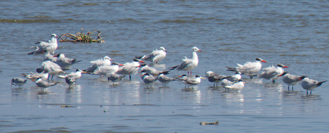 Caspian Tern - ML524787201