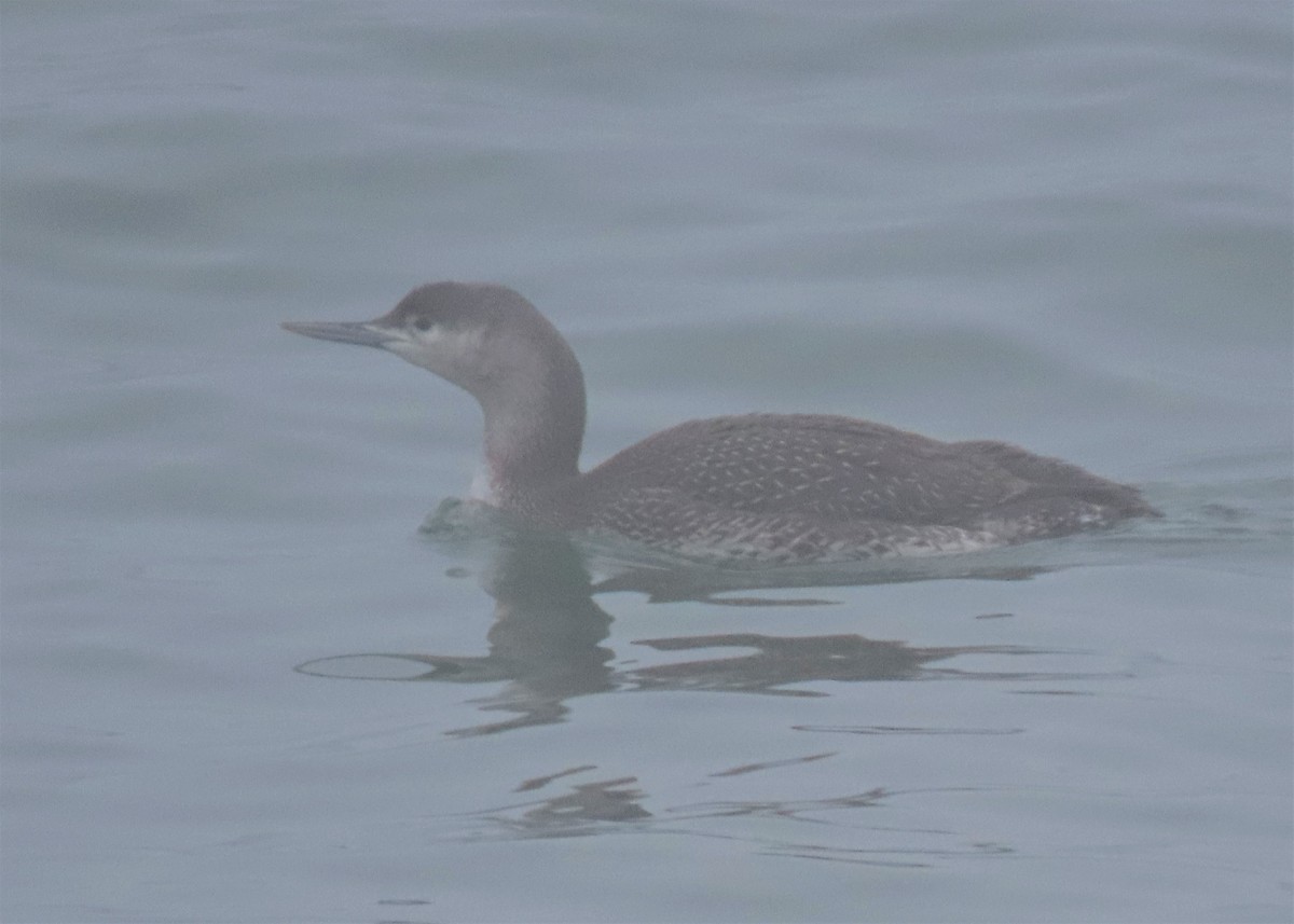 Red-throated Loon - ML524787521